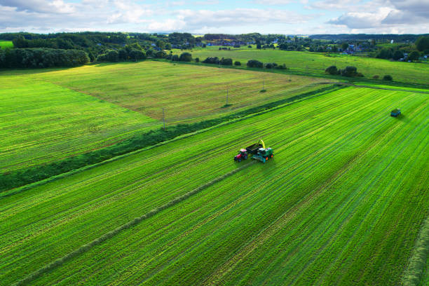 istock Cutting grass silage at field. Forage harvester on grass cutting for silage in field. 1398814110