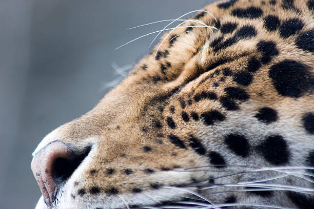 Sleepy jaguar stock photo