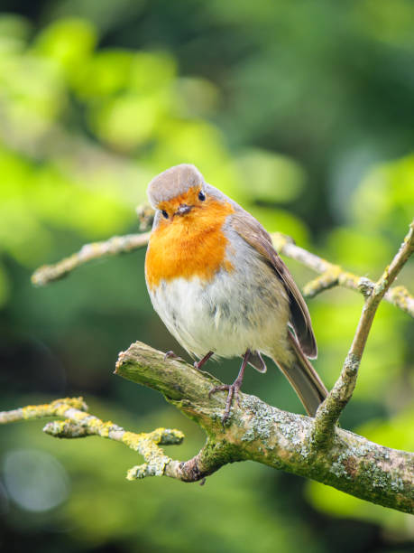 istock Curious European robin posing on a tree branch and looking directly into the camera 1398815397
