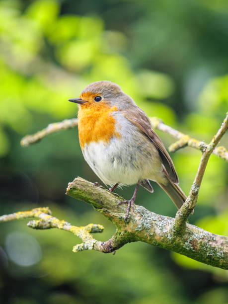 istock European robin resting on a tree branch 1398815401