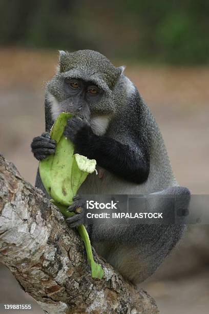 원숭이 바나나 0명에 대한 스톡 사진 및 기타 이미지 - 0명, 과일, 귀여운