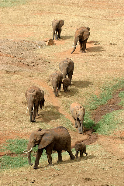 Elephant family stock photo
