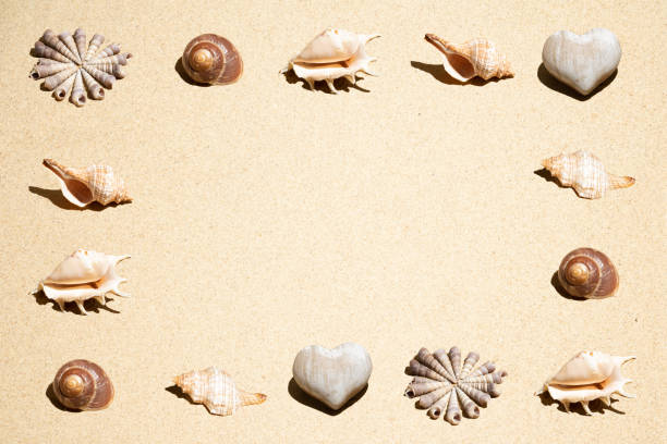 Neatly arranged pattern made of sea shells   in the beach sand. Minimal flat lay. Summer vacation background.