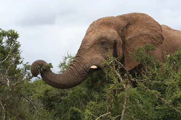 Elephant pulling off leaves with his trunk