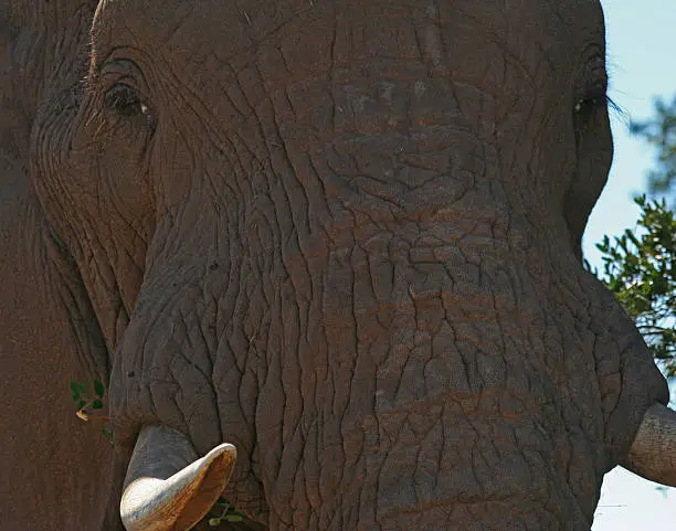 Tight Crop of an Elephants head