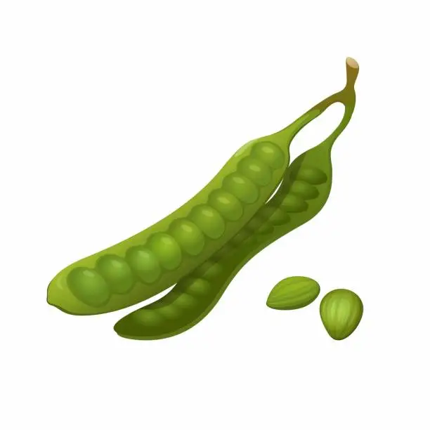 Vector illustration of Parkia speciosa aka Petai or stink bean is vegetable for asian traditional food object set illustration vector