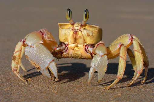 Alert ghost crab (Ocypode ryderi) on the beach, South Africa