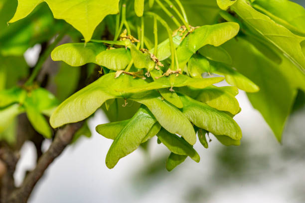 Norway maple, Norway maple, (Acer platanoides L.), small and green maple seeds. stock photo