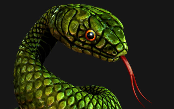Green snake on dark black background with clipping path. stock photo