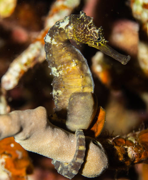 istock Sea horse 1398816377