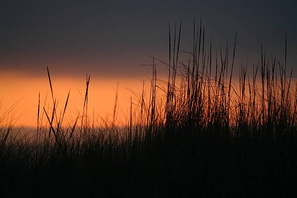 beach grass silhouette stock photo