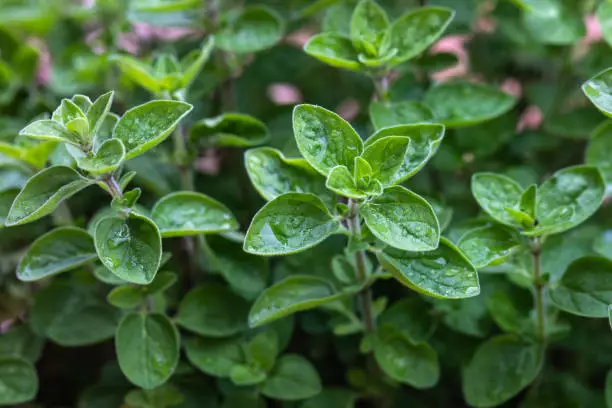 Plant of oregano or marjoram close-up. Aromatic herbs, spices. Used in cooking