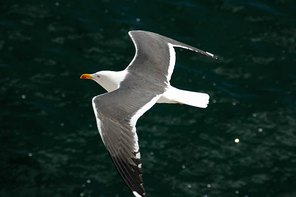 istock Seagull in the air, above sea. 139881657