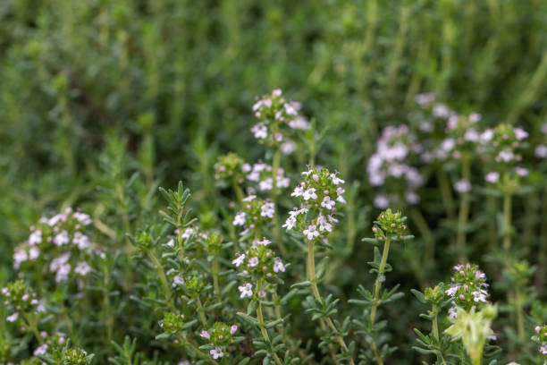 istock Sicilian thyme, medicinal plant, aromatic herb used in cooking, aromatherapy, perfumery and medicine, thyme flowers. High quality photo 1398816936