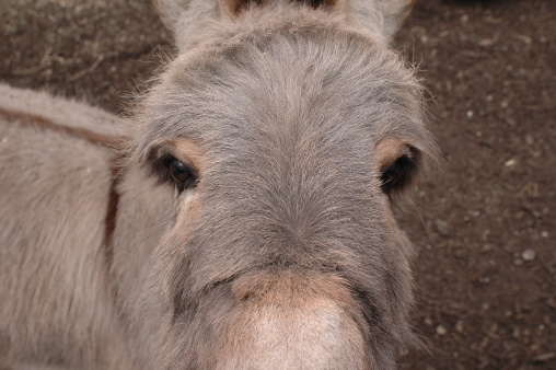 A donkey gazing into the camera