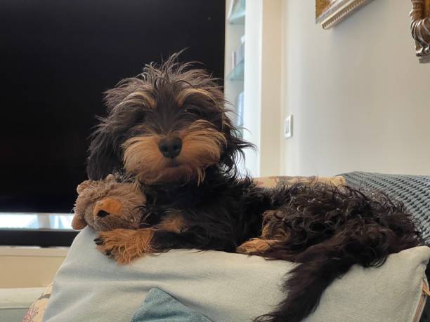 istock Sweet light brown and black dachshund with medium long hair 1398817135