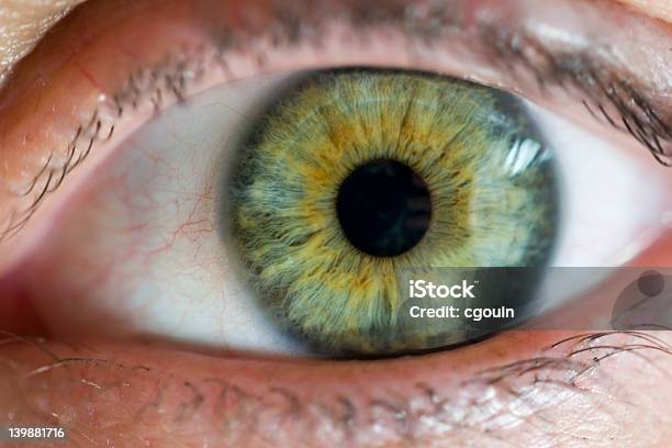 Ojo Para Los Detalles Foto de stock y más banco de imágenes de Afilado - Afilado, Avellano, Blanco - Color