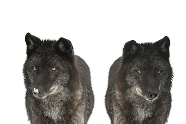 istock two canadian black wolf isolated on white background 1398817215