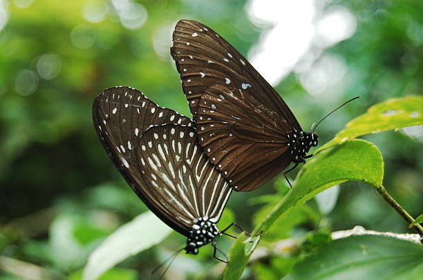 Mating Butterfly stock photo