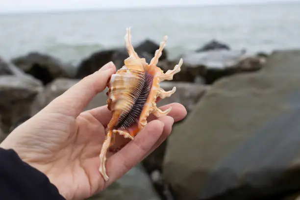 Lambis scorpius, common name scorpion conch or scorpion spider conch, is a species of large sea snail, a marine gastropod mollusk in the family Strombidae.Shell in hand.