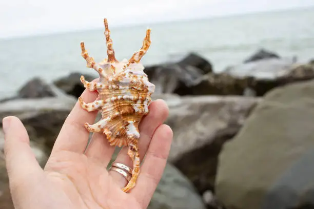 Lambis scorpius, common name scorpion conch or scorpion spider conch, is a species of large sea snail, a marine gastropod mollusk in the family Strombidae.Shell in hand.