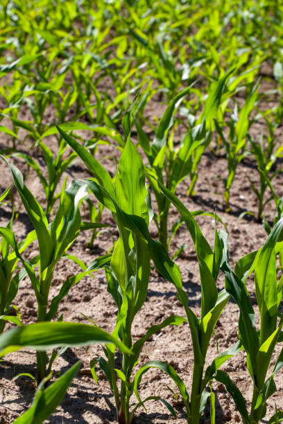istock agricultural field with corn in soil and mud 1398818018