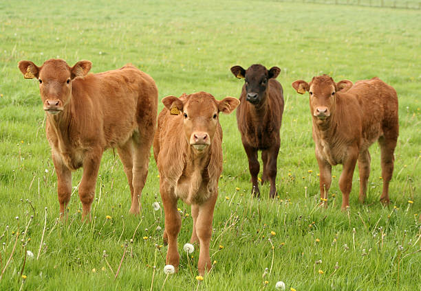 4 ギャングのふくらはぎ - field hereford cattle domestic cattle usa ストックフォトと画像