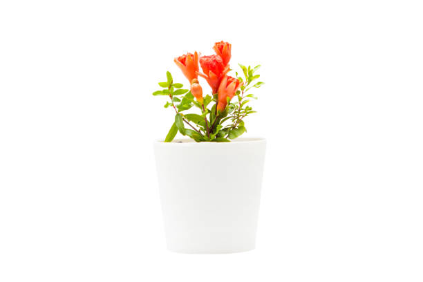 istock Indoor plant isolated on a white background 1398818103