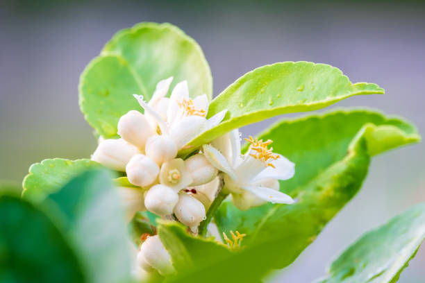 istock Lime flowers, lemon blossom on tree among green leaves blurred background. 1398820340