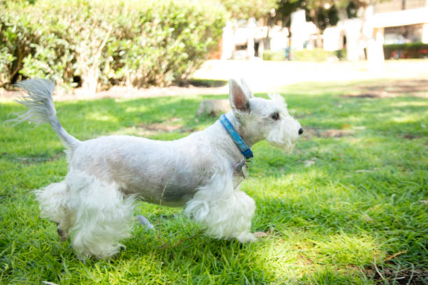 dog in the park