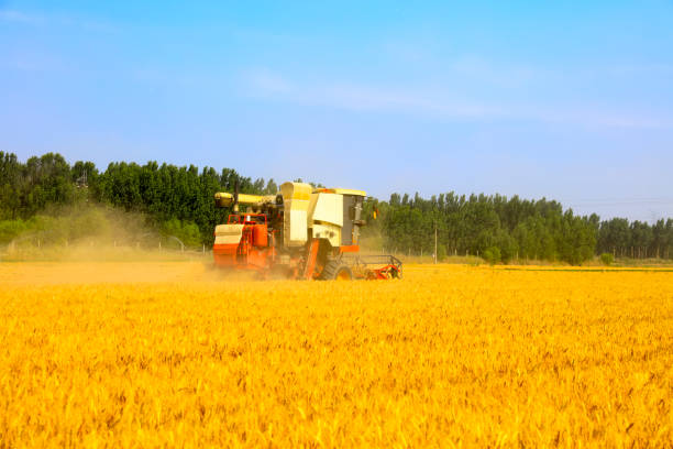 istock combine harvester working on a wheat field 1398820697