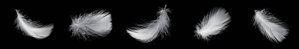 istock white feather of a goose on a black background 1398820732