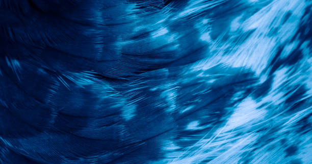 istock blue hawk feathers with visible detail. background or texture 1398820738