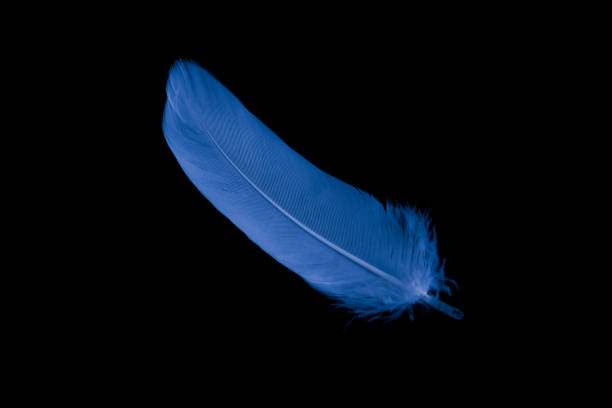 istock blue feather of a goose on a black background 1398820750