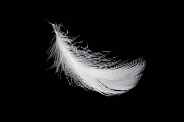 istock white feather of a goose on a black background 1398820825