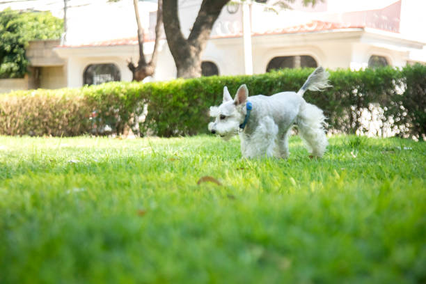dog in the park