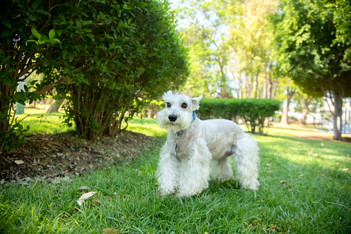 dog in the park