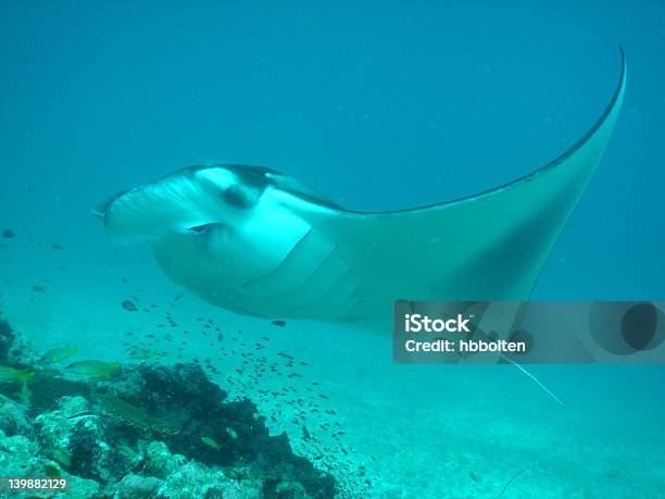 Manta Ray Flyby Stock Photo - Download Image Now - Fish, Flying, Glider