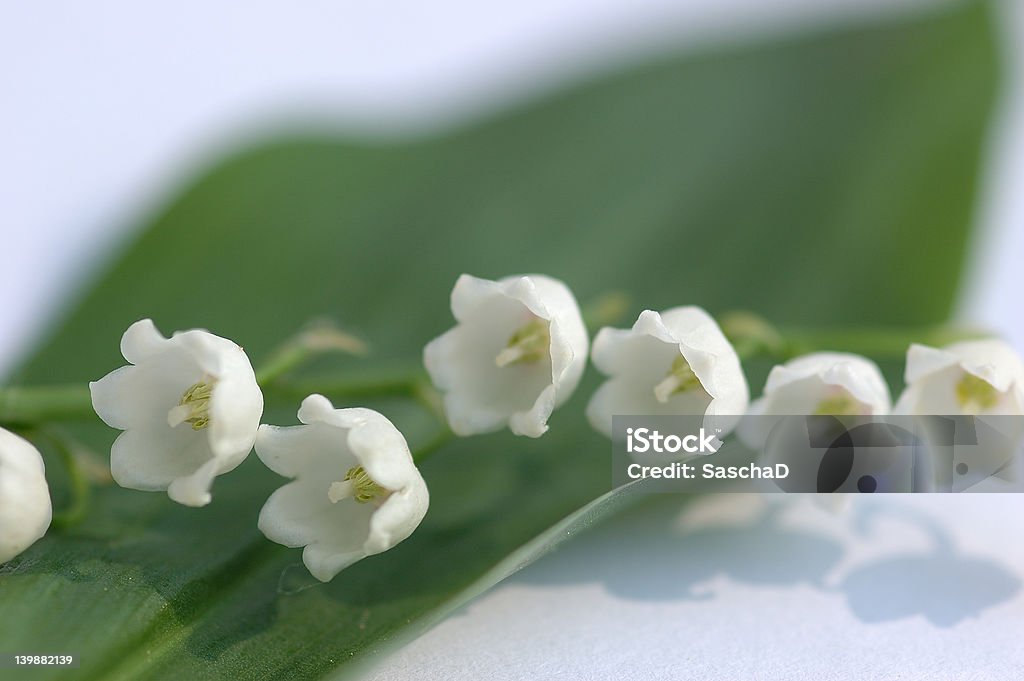 Lily of the valley - Foto de stock de Aislante libre de derechos