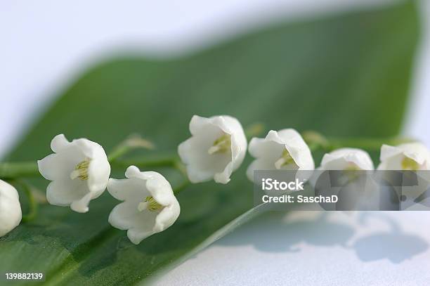 Lily Of The Valley Foto de stock y más banco de imágenes de Aislante - Aislante, Amor - Sentimiento, Belleza