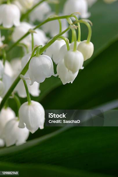 Lily Of The Valley Foto de stock y más banco de imágenes de Aislante - Aislante, Amor - Sentimiento, Belleza