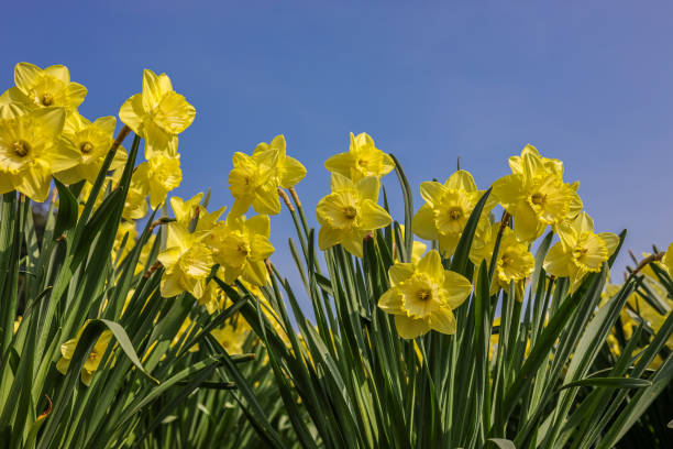 istock Bright vivid yellow daffodils flowers blooming in spring 1398821687