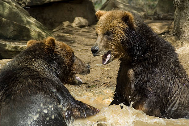Splish Splash Bears stock photo