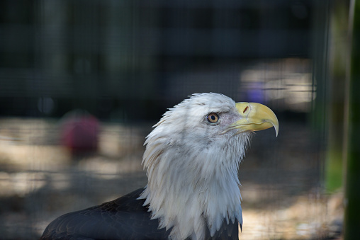 Eagle close up in Captivity with bar shadows falling on its feathers