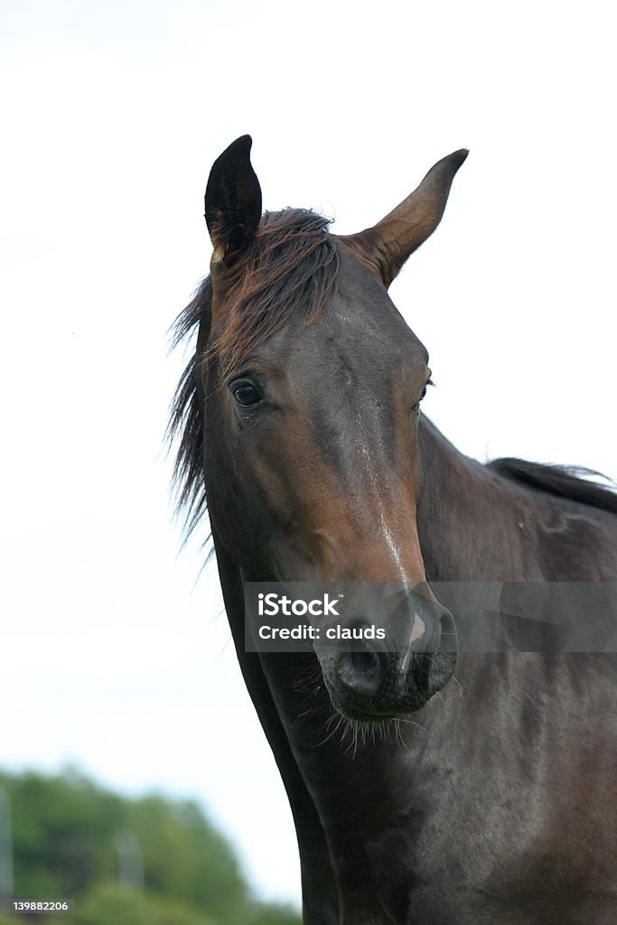 Junge stallion - Lizenzfrei Agrarbetrieb Stock-Foto