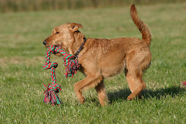 かわいいアイリッシュテリアおもちゃで遊ぶ - irish terrier dog running terrier ストックフォトと画像