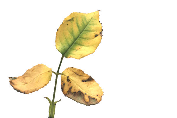 Finger touching thorn.