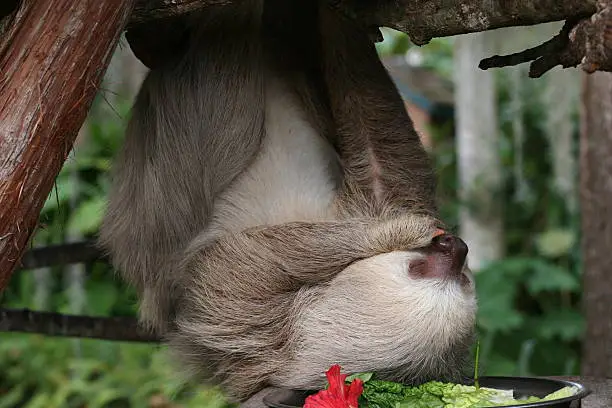 This Hoffman's Two-Toed Sloth (Choloepus hoffmani) hails from Central or South America.  He enjoys hanging upside down all day long.