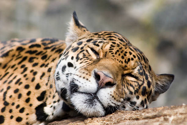 A jaguar resting in his habitat in the wild stock photo