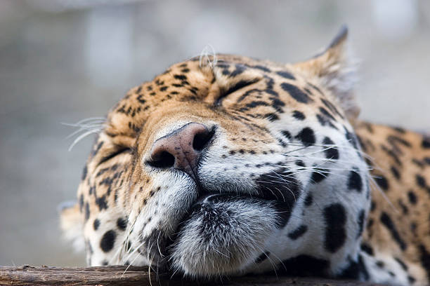 Resting jaguar stock photo